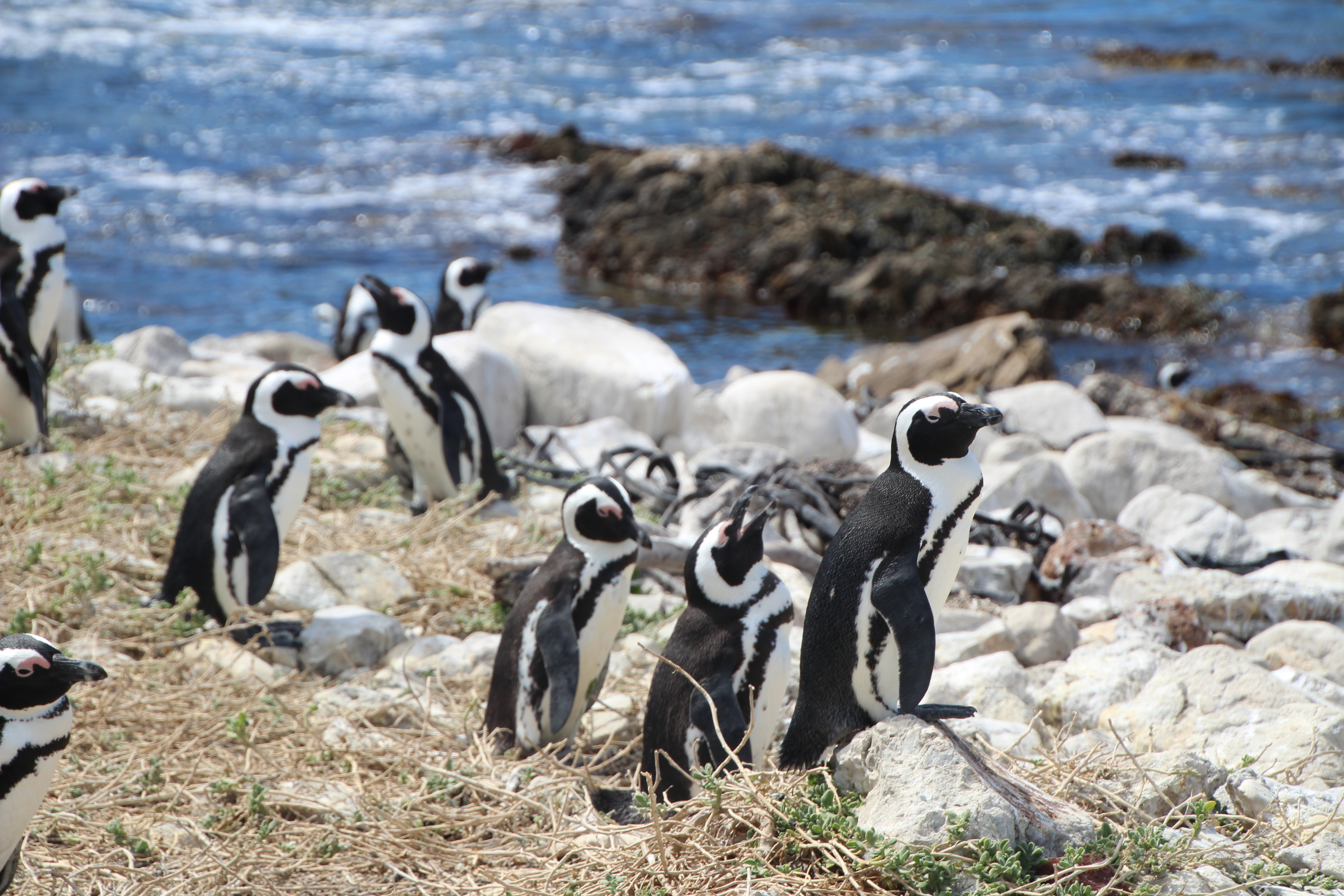 Sprachreise Kapstadt Südafrika Pinguine