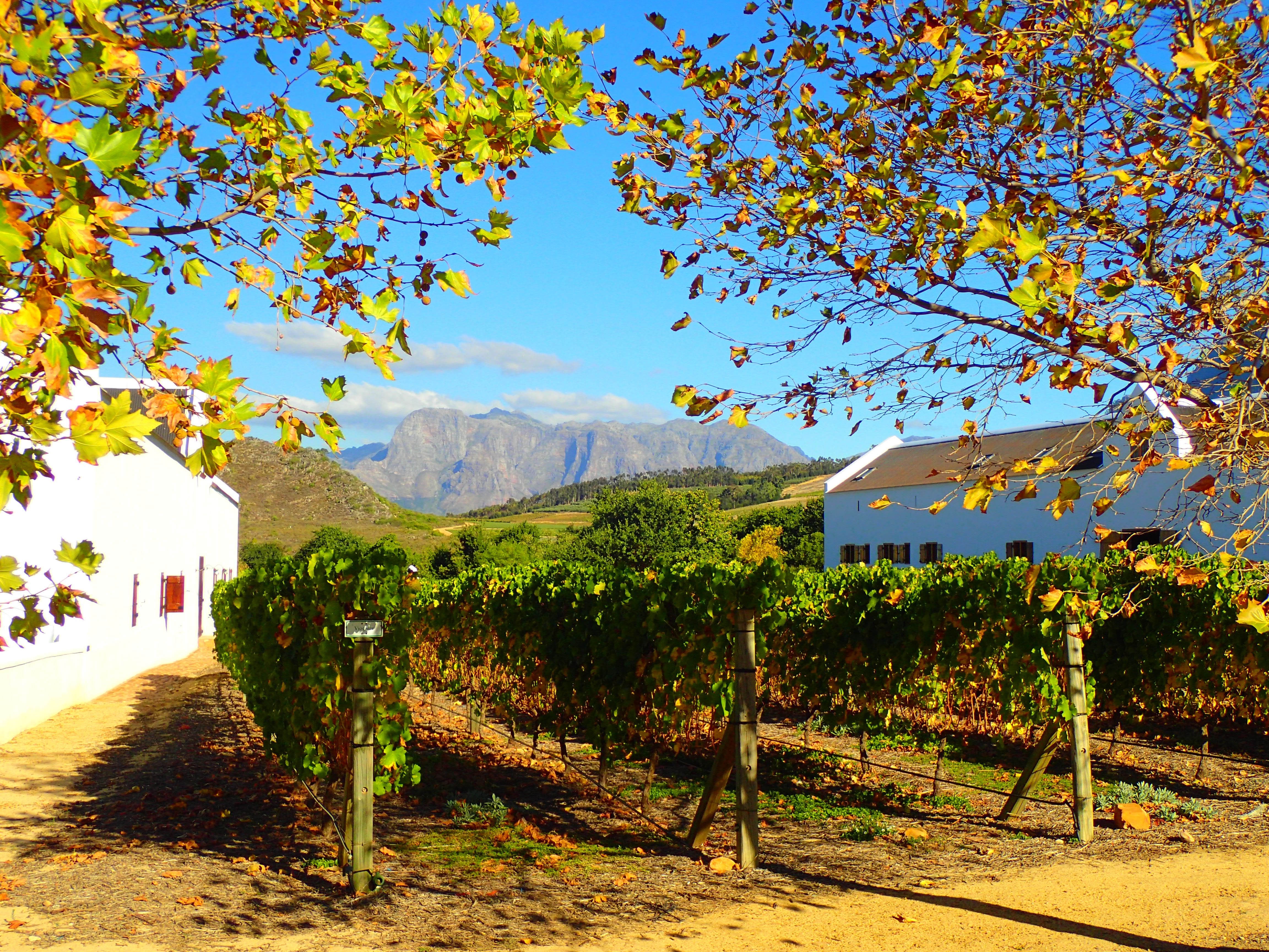 Top 5 Ausflugsziele in Kapstadt Winelands