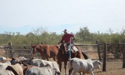 Farmhopping Cowboy Placement