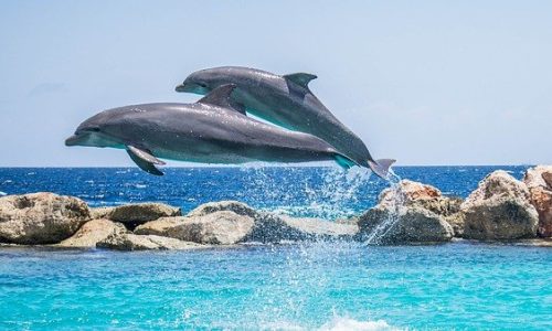 Natur & Tierprojekte Dolphin Conservation