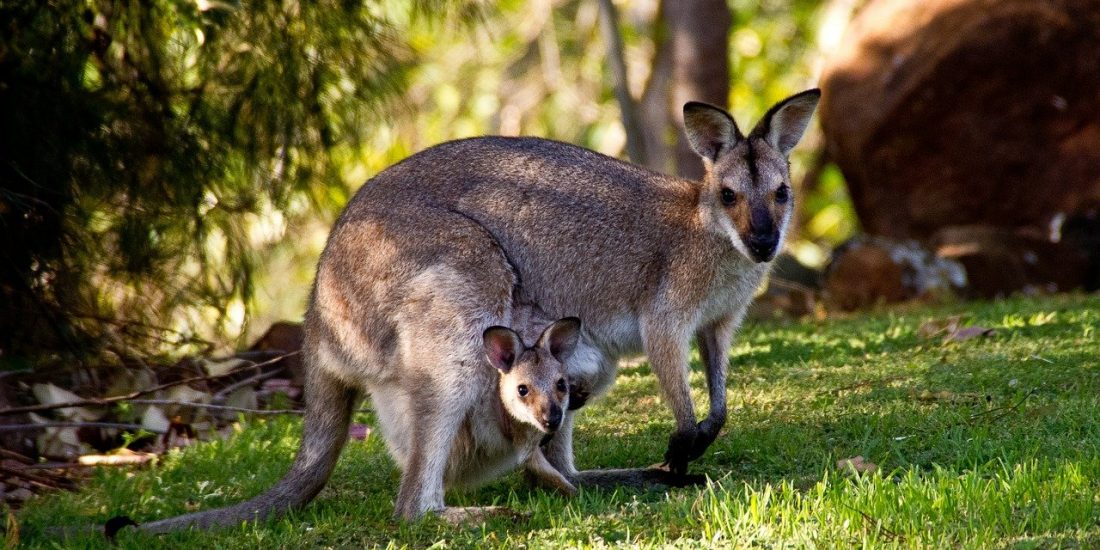 Natur & Tierprojekte Australien