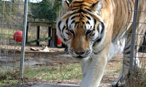 Predator Sanctuary Florida, Natur und Tiere Freiwillingenarbeit 1