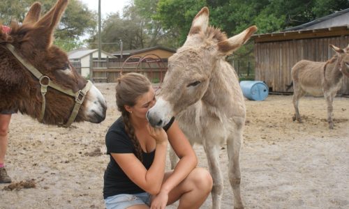 Farmprojekte USA Wild Horse Rescue Freiwilligenarbeit, Natur und Tiere 5