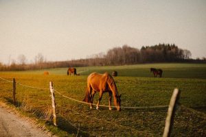 Farmstay Australien, Pferdefarm