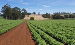 Landwirtschaft Farmstay Australien
