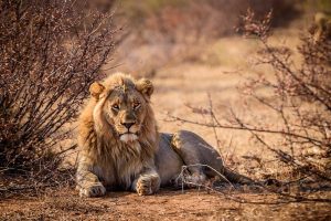 Natur- und Tierprojekte Südafrika