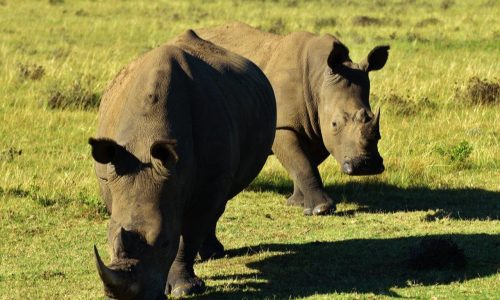 Natur- & Tierprojekte Südafrika Big_5_Game_Reserve_6