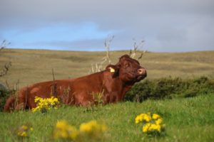 Erfahrungsbericht Farmstay Irland Kuh