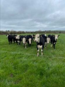 Erfahrungsbericht Farmstay Irland Kühe