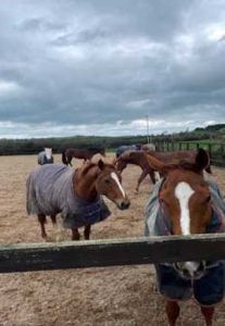 Erfahrungsbericht Farmstay Irland Pferde