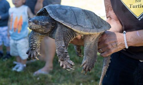 Turtle Rescue Natur und Tierprojekte Kanada 5