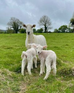 Erfahrungsbericht Farmstay Irland Bed & Breakfast Schafe
