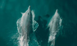 Work & Travel Australien Delfine